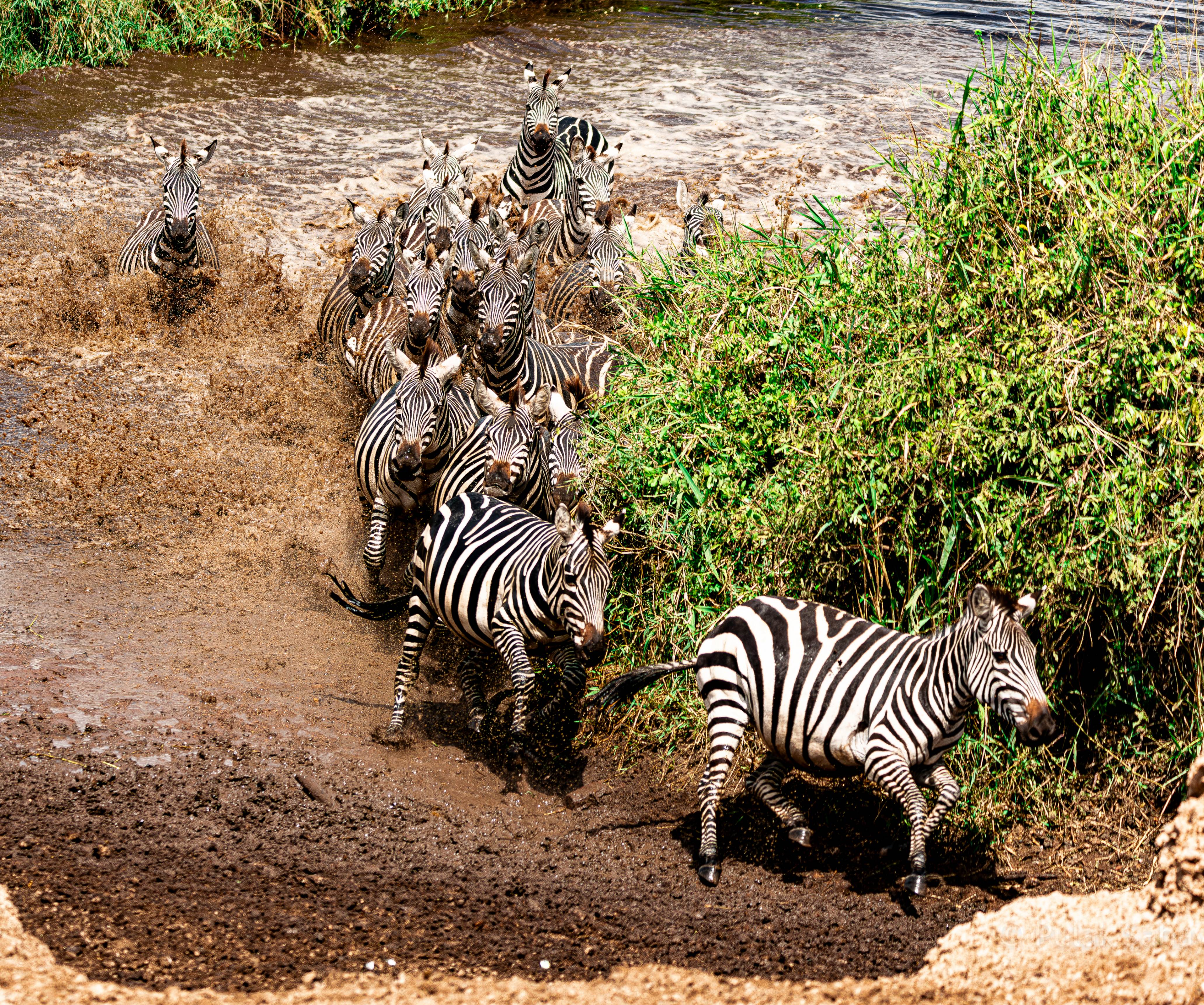 Zebra herd crossing a stream